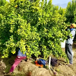 Mano de Obra Agrícola