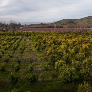 Corretaje de Propiedades Agrícolas y Terrenos