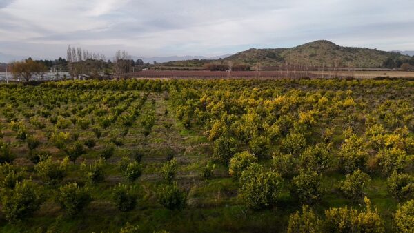 Corretaje de Propiedades Agrícolas y Terrenos