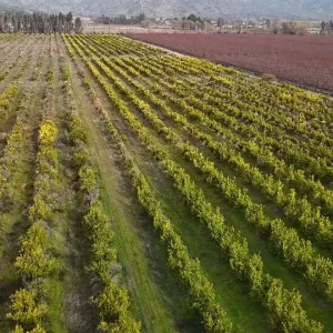 Terreno agrícola en venta – Sector El Huique