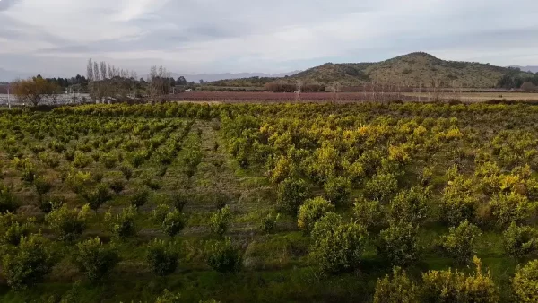 Terreno agrícola en venta – Sector El Huique - Imagen 4