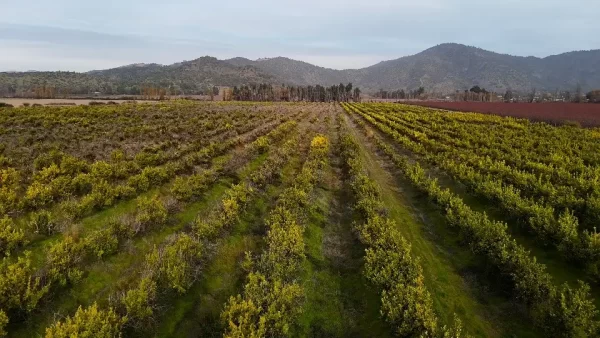 Terreno agrícola en venta – Sector El Huique - Imagen 2