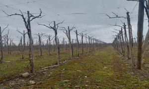 Propiedad de 42.75 hectareas, Yerbas buenas