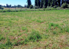 Propiedad de 1.2 hectareas, longavi