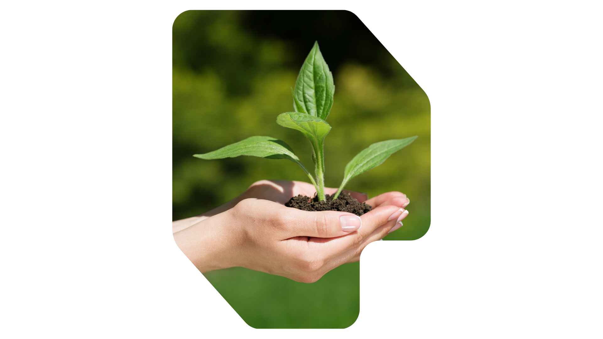 Mano de obra agicola